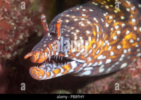 Dragon Moray Eel (Enchelycore pardalis) leben unter den Steinen und Felsen an der Ostküste der Halbinsel Izu in Japan. Stockfoto