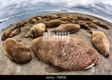 Atlantik (Odobenus rosmarus rosmarus Walrosse) Weitwinkelansicht große Kolonie geschleppt, bis auf einem sandigen Strand, Svalbard, Norwegen, Juni Stockfoto