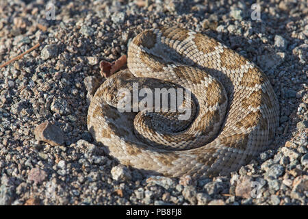 Rattleless/Isla Santa Catalina Klapperschlange (Crotalus catalinensis) endemisch, braun Phase, Santa Catalina Island, Baja California, Mexiko, vom Aussterben bedroht Stockfoto