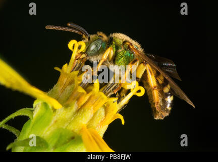 Metallic grün Biene (Agapostemon sp), Nektar sammeln von einer kleinen - vorangegangen Sonnenblume (Helianthus microcephalus), Pickens, South Carolina, USA, August. Stockfoto