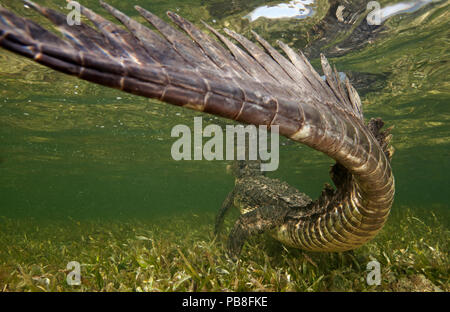 Spitzkrokodil (Crocodylus acutus) Rückansicht des Tieres ruhen im flachen Wasser, in der Nähe der Rute, Banco Chinchorro Biosphärenreservat, Karibik, Mexiko Stockfoto