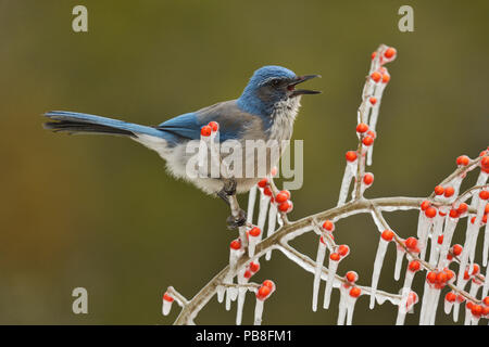 Western Scrub-Jay (Aphelocoma californica), nach Aufruf auf vereisten Zweig der Possum Haw Stechpalme (Ilex decidua) mit Beeren, Hill Country, Texas, USA. Februar Stockfoto