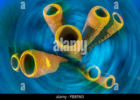 Gelbe tube Schwamm (Aplysina fistularis) auf einem Korallenriff, mit der Kamera gedreht während der langen Belichtungszeit. East End, Grand Cayman, Cayman Islands. British West Indies. Karibische Meer. Stockfoto