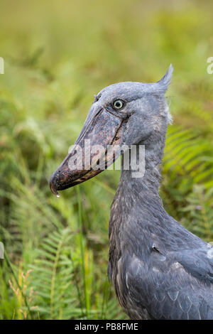 Schuhschnabel (Balaeniceps Rex) in den Sümpfen von Mabamba, Lake Victoria, Uganda Stockfoto