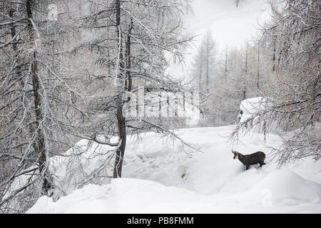 Alpine GEMSE (RUPICAPRA rupicapra rupicapra) in Winterlandschaft mit Schnee bedeckten Bäumen, Valsavarenche, Nationalpark Gran Paradiso, Italien. Januar Stockfoto