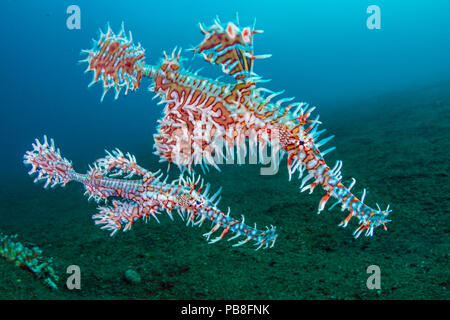 Reich verzierte Geisterpfeifenfisch (Solenostomus paradoxus) das größere Weibchen ist oben, ihre bauchflossen sind Schröpfen eine Kupplung der Eier, männlich unter, Dauin, Negros Island, Philippinen. Bohol Sea, Pazifik. Stockfoto