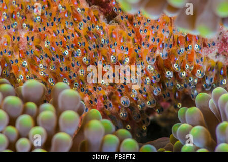 Clark (anemonenfischen Amphiprion Clarkii) Eier im späten Stadium der Entwicklung, zwischen Falten in einer Anemone gelegt. Dumaguete, Dauin, Negros, Philippinen. Bohol Sea, Tropische West Pazifik. Stockfoto