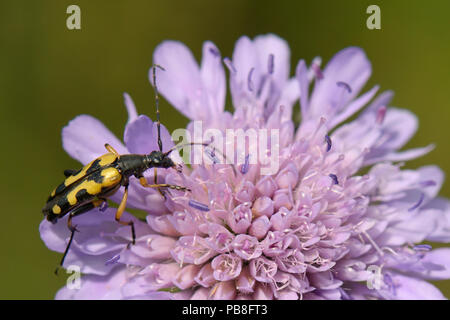 Spotted longhorn Beetle (Rutpela maculata) Fütterung auf ein Feld scabious Blume (Knautia arvensis) in einer Kreide Grünland Wiese, Wiltshire, UK, Juli. Stockfoto