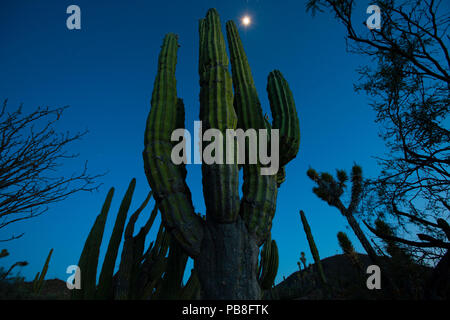 Elefant Kaktus (Pachycereus pringlei) Nachts, Vizcaino Wüste, Baja California, Mexiko, Mai. Stockfoto