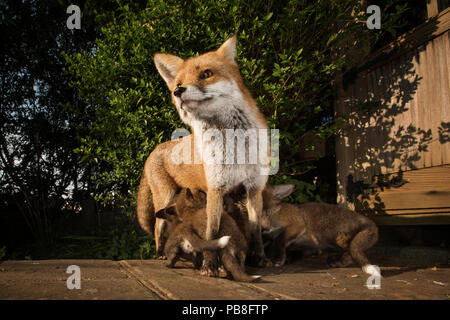 Red Fox (Vulpes vulpes) Vixen mit jungen Jungen. Bristol, UK. April Stockfoto