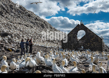 Seabird Forscher und Basstölpel (Morus bassanus) Kolonie nächste Gebäude zu verkommen, Bass Rock, Schottland, Großbritannien. August Stockfoto