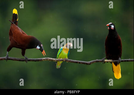 Montezuma oropendolas (Psarocolius montezuma) entweder Seite von Braun thront - hooded Papagei (Pyrilia haematotis) in Regen, Laguna del Lagarto, Santa Rita, Costa Rica Stockfoto