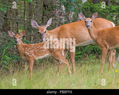 White tailed deer (Odocoileus virginianus) zwei Erwachsene mit Fawn, Acadia National Park, Maine, USA. Juli Stockfoto