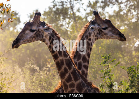 Netzgiraffen (Giraffa Camelopardalis) zwei Männer kämpften in den Busch, Südafrika. Stockfoto