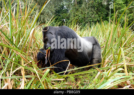 Östliche Flachlandgorilla (Gorilla beringei Graueri), Silber zurück dominante Männchen, Fütterung in den Sümpfen, Kahuzi Biega NP, der Demokratischen Republik Kongo. Stockfoto