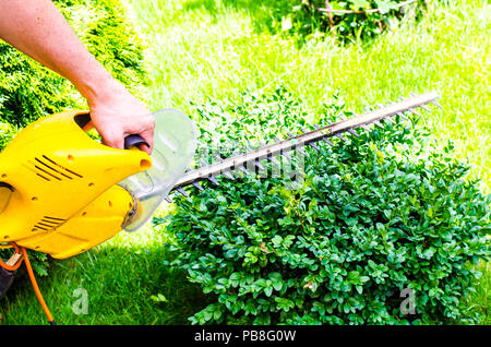 Pflege der Garten. Schneiden von Büschen und Koniferen. Studio Foto Stockfoto