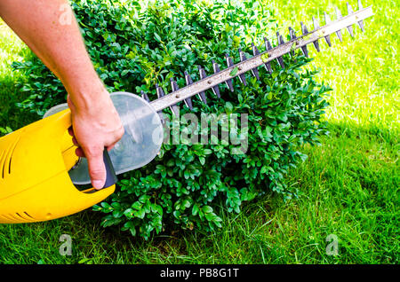 Pflege der Garten. Schneiden von Büschen und Koniferen. Studio Foto Stockfoto