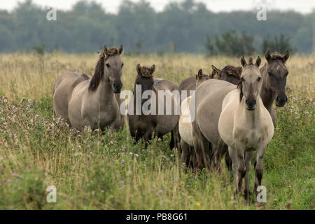 Konik Ponys oder Polnischen primitive Pferd durch einige glaubten, die eng mit der Europäischen Wild Horse bezogen zu werden. Diese Pferde sind oft in Weiden Management Practices in wildife Reserve verwendet. UK, August 2015. Stockfoto