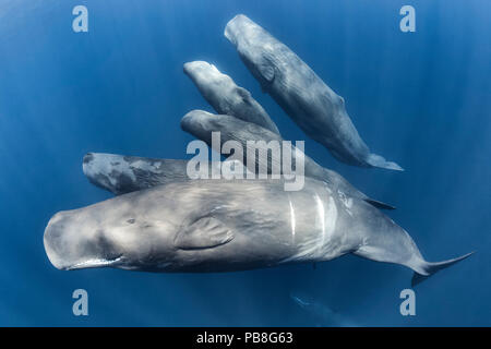 Gruppe der Pottwale (Physter macrocephalus) Familie Gruppe zusammen schwimmen, Indischer Ozean, März. Stockfoto