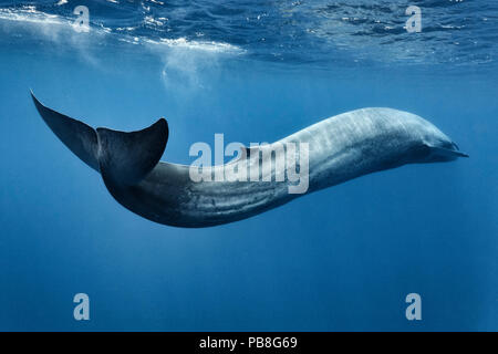 Blauwal (Balaenoptera musculus) Schwimmen in s Motion, Sri Lanka, Indischer Ozean. Stockfoto