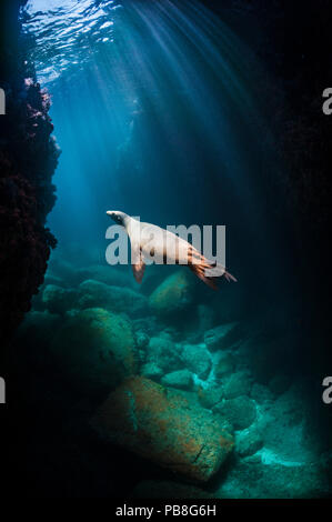 Galapagos-seelöwe (zalophus californianus) erwachsenes Weibchen schwimmen durch Sonnenstrahlen in einer Unterwasserhöhle. Los Isotes, La Paz, Mexiko. Die See von Cortez, Ost Pazifik. Stockfoto