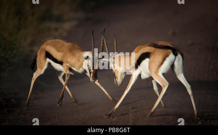 Thomson's Gazelle (Eudorcas Thomsonii) Quadrat weg für eine territoriale Schlacht, Ngorongoro Krater, Tansania Stockfoto