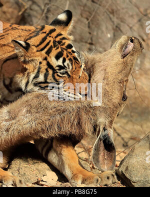 Bengal Tiger (Panthera tigris tigris) Weibliche 'Noor T19 "Killing Sambar Hirsch (Rusa unicolor) durch Erdrosselung. Ranthambhore, Indien. Stockfoto