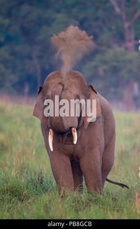 Asiatischer Elefant (Elephas maximus) männlich, Staub Badewanne. Jim Corbett National Park, Indien. 2014 Stockfoto