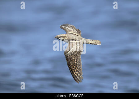 Europäische nightjar (Caprimulgus europaeus) im Flug über das Meer, während der Migration, Oman, September Stockfoto