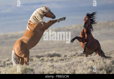 Zwei wilde Mustang Hengste in den Weißen Berg Herde, Wyoming, USA kämpfen. August. Stockfoto