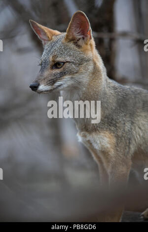 Fox (Sechuran Lycalopex sechurae) Chaparri Ecological Reserve, Peru Stockfoto