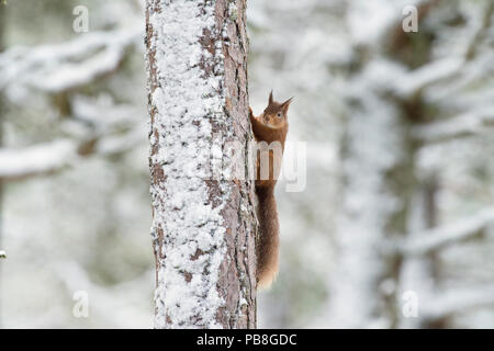 Eichhörnchen (Sciurus vulgaris) Klettern (Pinus sp) Baum im Winter, Black Isle, Schottland, Großbritannien. Februar Stockfoto