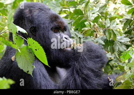 Portrait der männlichen silverback Berggorilla (Gorilla beringei beringei) Fütterung mit Obst, Virunga National Park in der Demokratischen Republik Kongo. Stockfoto