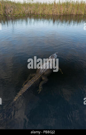 American alligator (Alligator mississippiensis) in Wasser, hohe Blickwinkel betrachten. Everglades, USA, Januar. Stockfoto