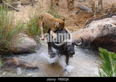 Löwinnen (Panthera leo), die Versuchen, Afrikanischer Büffel (Syncerus Caffer) Londolozi Private Game Reserve, Sabi Sand Game Reserve, Südafrika zu bringen. Sequenz 5 von 5 Stockfoto