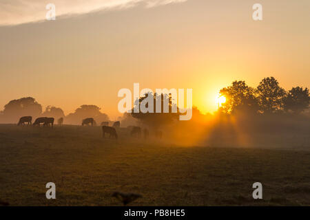 Barnard Castle, Teesdale, County Durham. Freitag 27. Juli 2018. UK Wetter. Diese Kühe erlebt einen Nebelhaften und farbenfrohen Start in den Tag, als die Sonne erhob sich über die Felder der Umgebung Barnard Castle heute Morgen. Die Prognose ist für eine weitere sehr heiße schwüle Tag mit schweren Schauer und Gewitter Entwicklung dieser Nachmittag und Abend. David Forster/Alamy leben Nachrichten Stockfoto
