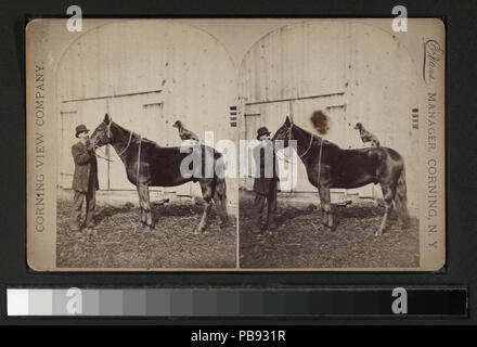 989 Mann und das Pferd mit einem Hund auf dem Rücken (Nypl b 11708220-G91F095 015ZF) Stockfoto