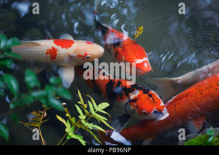 Koi Fisch in einem japanischen Zen Garten Teich in Kyoto. Kohaku und Showa Sanke Varietäten der Koi, Gosanke Kategorie der Koi, japanische Karpfen. Stockfoto