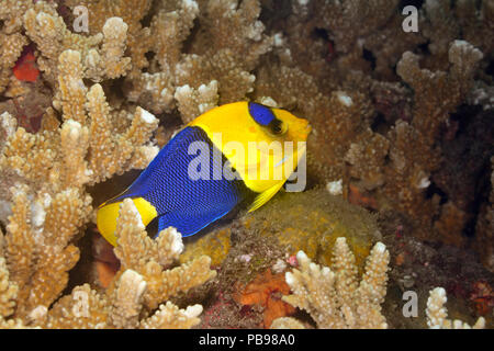 Bicolor Angelfish, Erwachsener, Centropyge bicolor, Schwimmen über Korallenriff. Tulamben, Bali, Indonesien. Bali Sea, Indischer Ozean Stockfoto