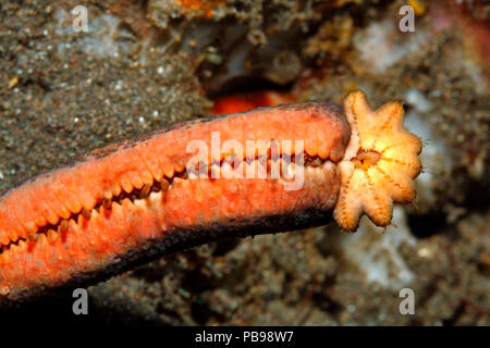 Luzon Sea Star, Echinaster luzonicus, zeigt sieben arm Regeneration wächst aus dem Stumpf eines 'übergeordneten' Arm. Siehe unten für mehr Informationen Stockfoto