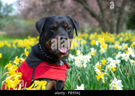 Portrait von erwachsenen männlichen Rottweiler unter Narzissen mit aufmerksamen Ausdruck posing Stockfoto