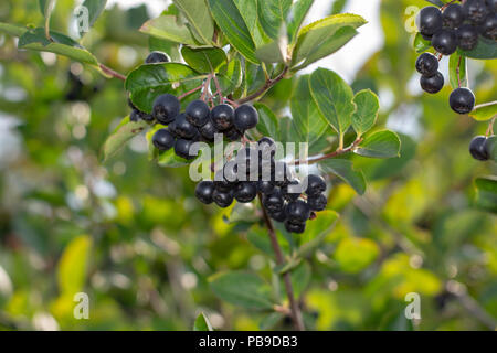 Aronia Beeren (Aronia melanocarpa, schwarze Apfelbeere) wächst im Garten. Zweig gefüllt mit Aronia Beeren. Stockfoto