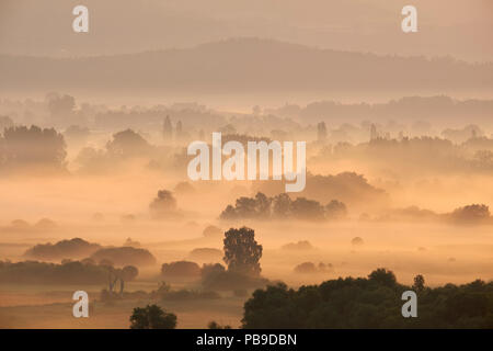 Am frühen Morgen Nebel nach Sonnenaufgang über dem radolfzeller Aachried in der Nähe von Radolfzell, Landkreis Konstanz, Baden-Württemberg, Deutschland Stockfoto