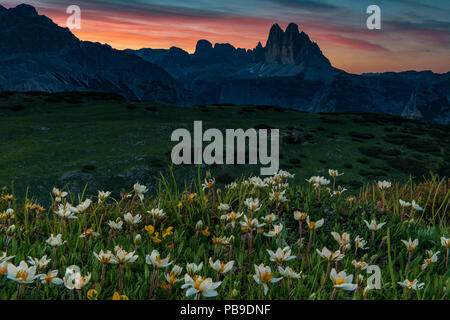 Drei Zinnen Massive bei Sonnenaufgang mit weißen Dryaden (Dryas octopetala) Blumen im Vordergrund, Prato Piazza, Fanes Nationalpark Stockfoto