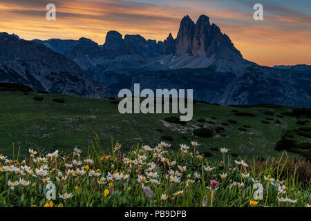 Drei Zinnen Massive bei Sonnenaufgang mit weißen Dryaden (Dryas octopetala) Blumen im Vordergrund, Prato Piazza, Fanes Nationalpark Stockfoto