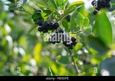Aronia Beeren (Aronia melanocarpa, schwarze Apfelbeere) wächst im Garten. Zweig gefüllt mit Aronia Beeren. Stockfoto
