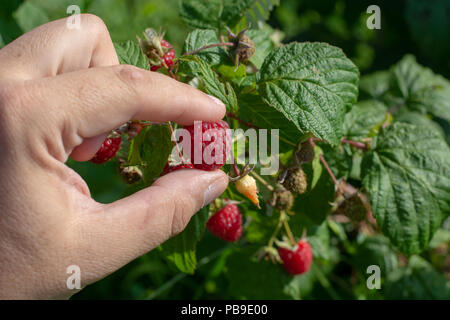 Himbeeren pflücken. Männliche Hände sammeln organische Himbeeren. Selektive focusvery flache Tiefenschärfe Stockfoto