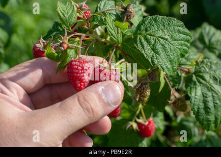 Himbeeren pflücken. Männliche Hände sammeln organische Himbeeren. Selektive focusvery flache Tiefenschärfe Stockfoto