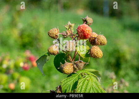 Himbeeren pflücken. Männliche Hände sammeln organische Himbeeren. Selektive focusvery flache Tiefenschärfe Stockfoto