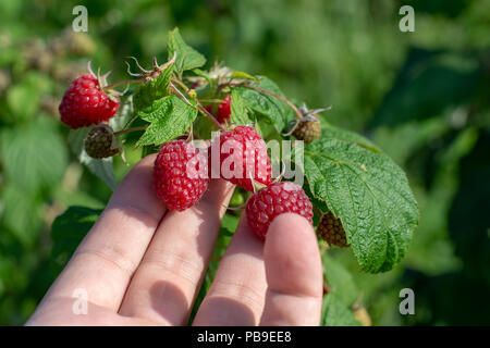 Himbeeren pflücken. Männliche Hände sammeln organische Himbeeren. Selektive focusvery flache Tiefenschärfe Stockfoto